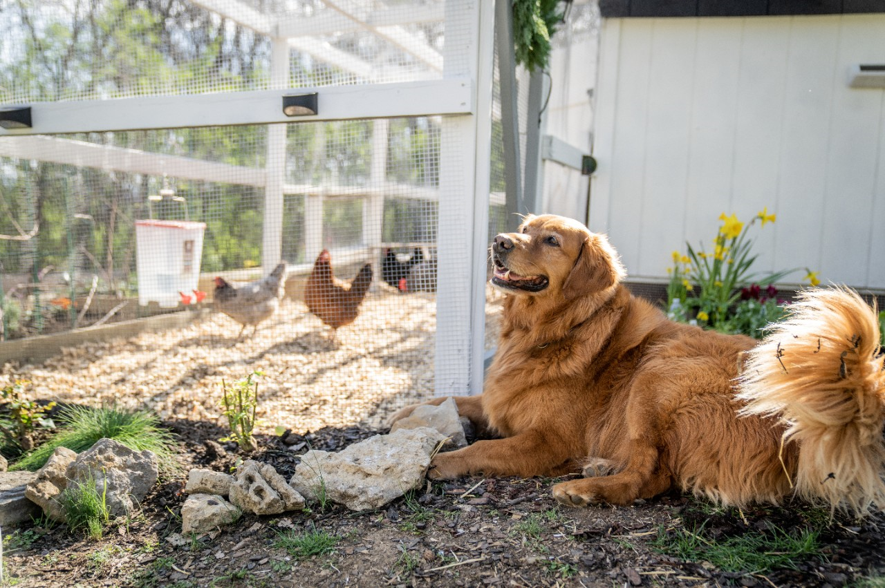 Image of a dog sitting outside a chicken pen with plants around it.