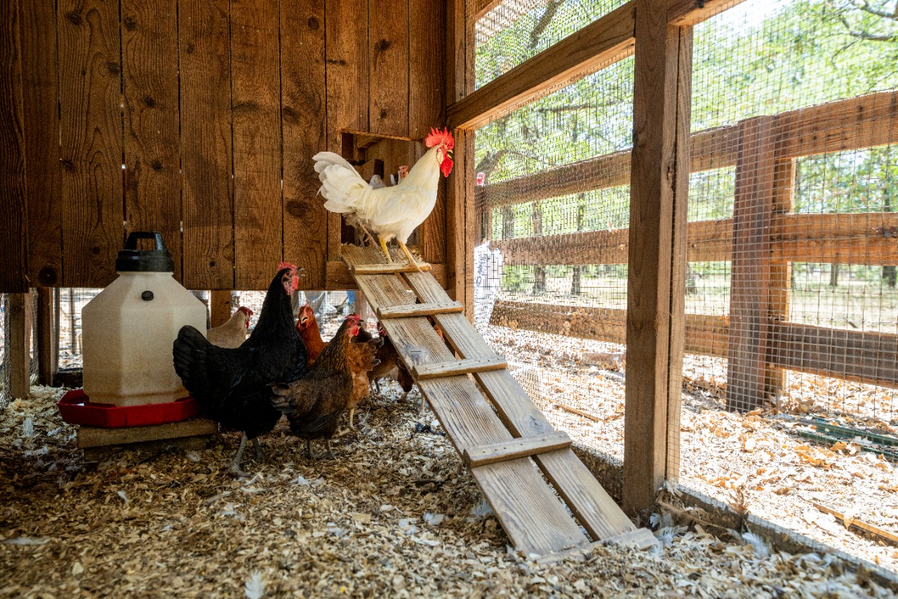 Image of a fenced in chicken coop.