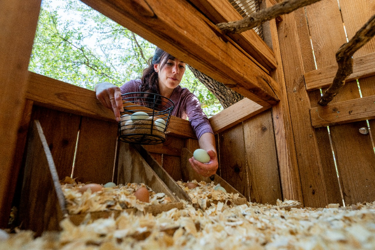 Image of a person removing fresh eggs from a coop.