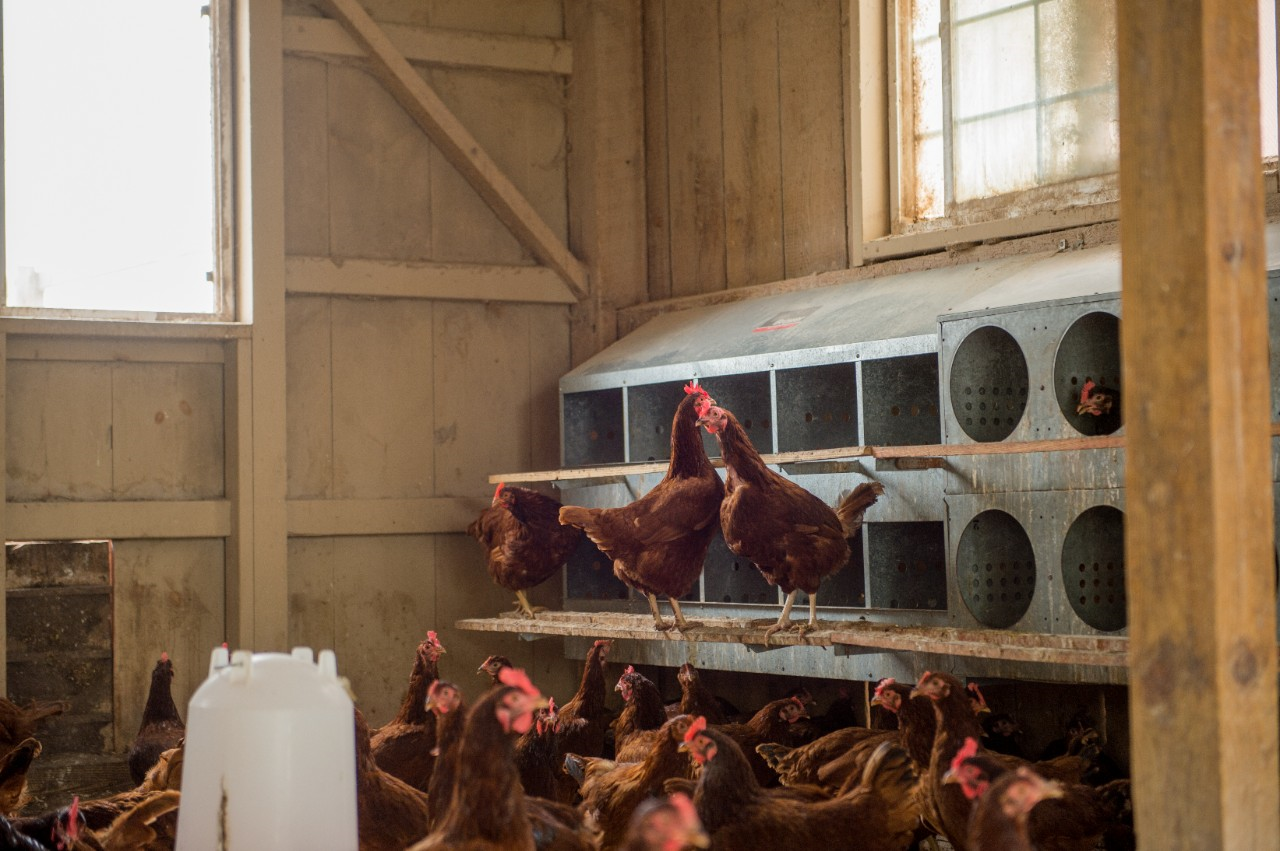 Image of a flock of hens in and around nesting boxes.