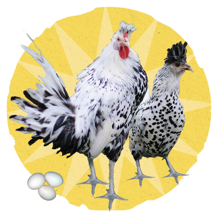 Image of a appenzeller breed chickens.