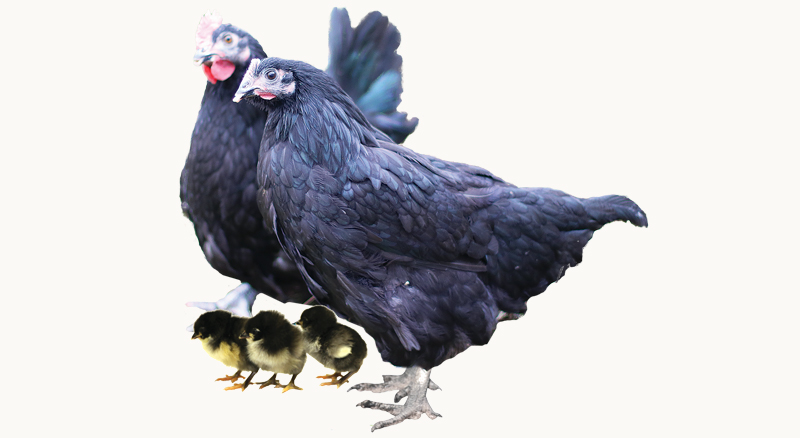 Australorp Breed Guide