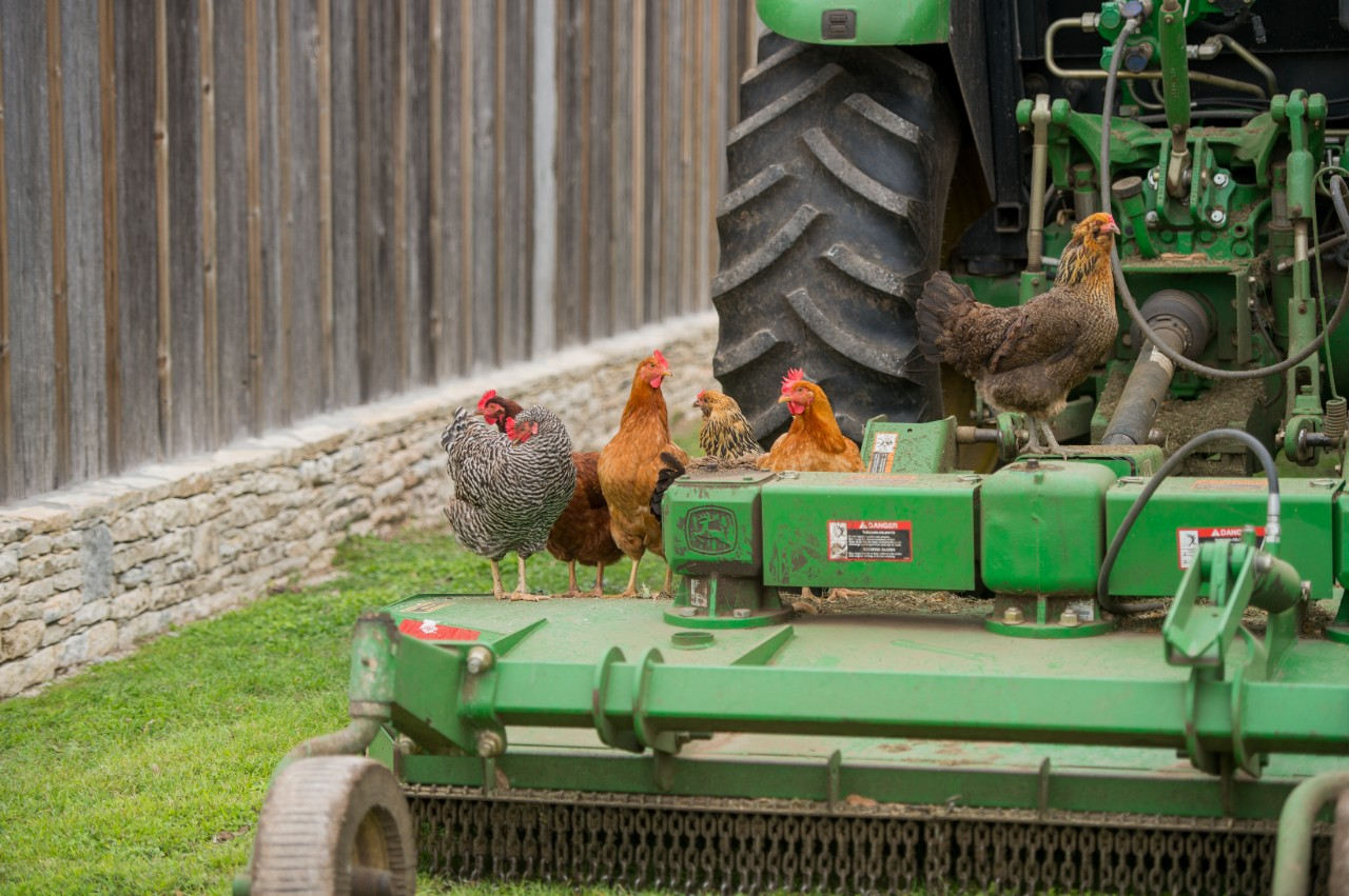 Image of chickens sitting on a combine tractor in front of a barn.
