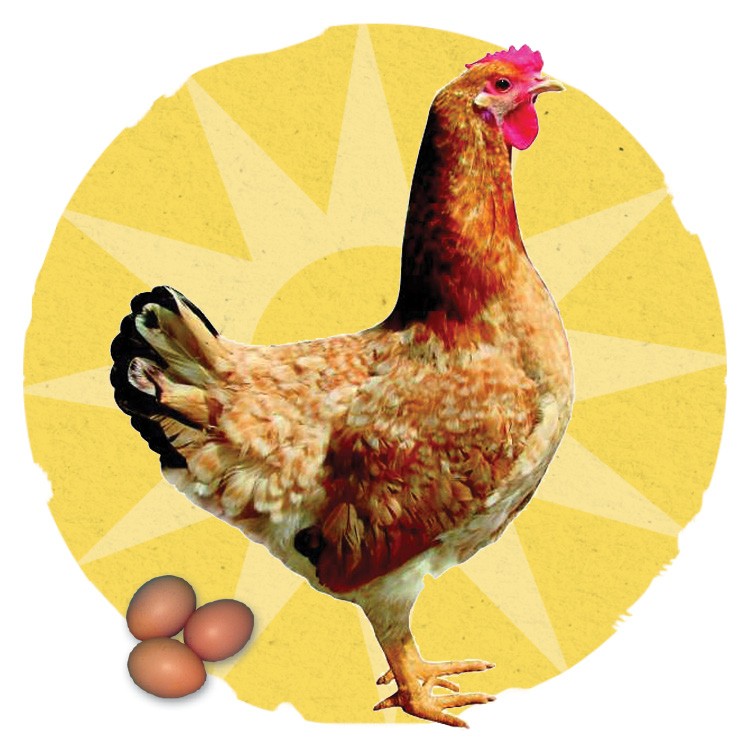 Image of a Calico Princess chicken.