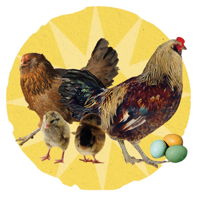 Image of Easter Egger chickens.