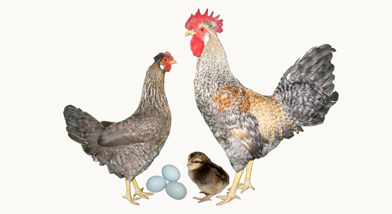 Cream Legbar chickens with blue eggs on yellow background
