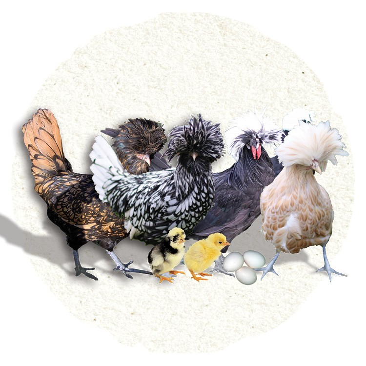 Image of a bantam breed chickens.