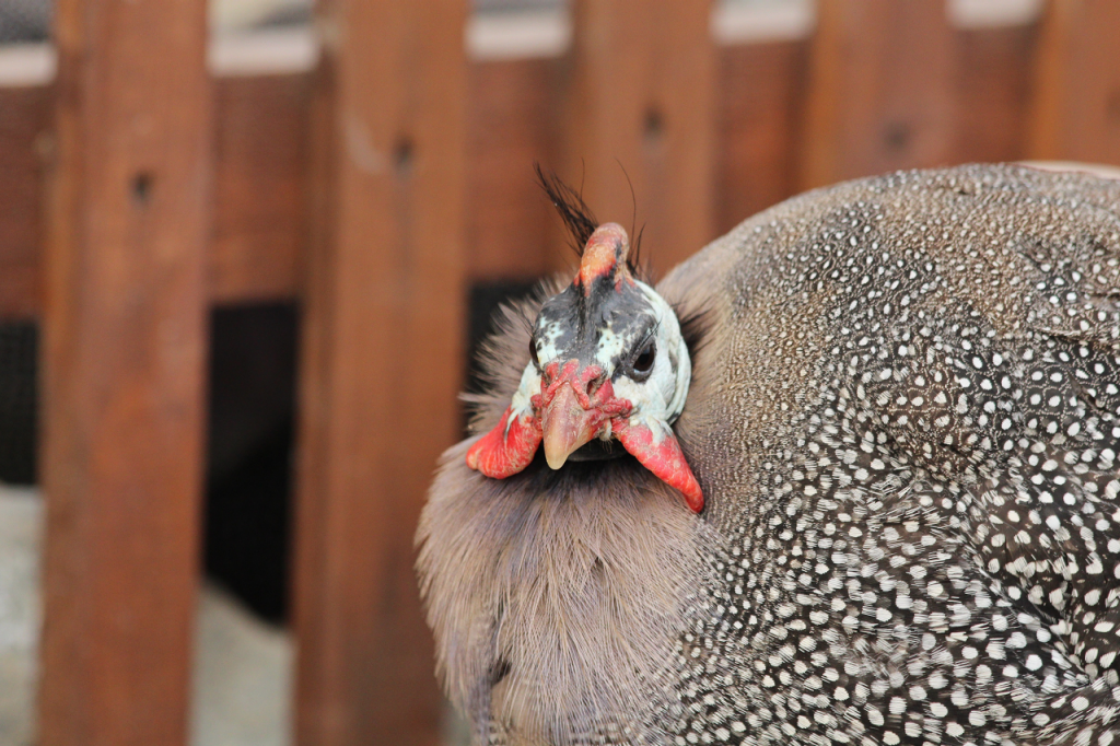 Why You Should Raise a Guinea Fowl Flock on Your Homestead