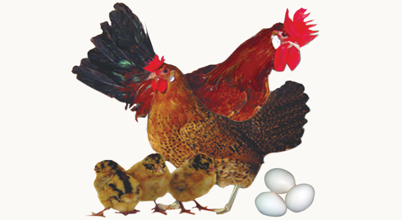 Sicilian Buttercup Breed Guide