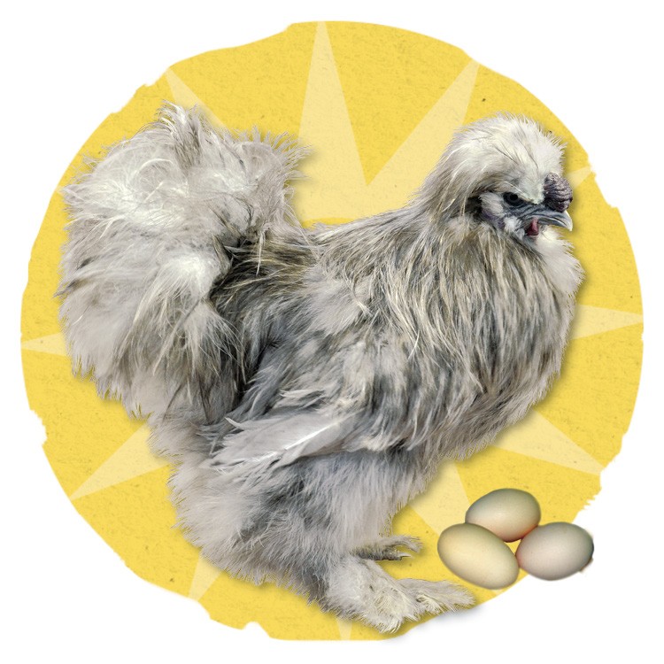 Image of a bantam breed chickens.