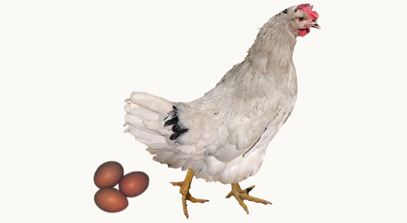 Adult Smokey Pearl chicken next to three brown eggs