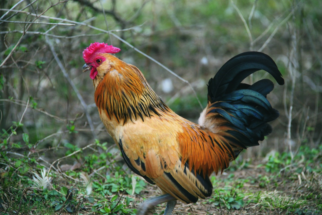 Image of a brown and green rooster walking in grass.