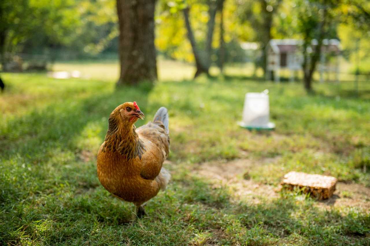 Image of a hen in a yard.