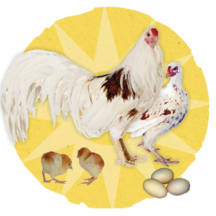 Yokohama Chicken - The Livestock Conservancy