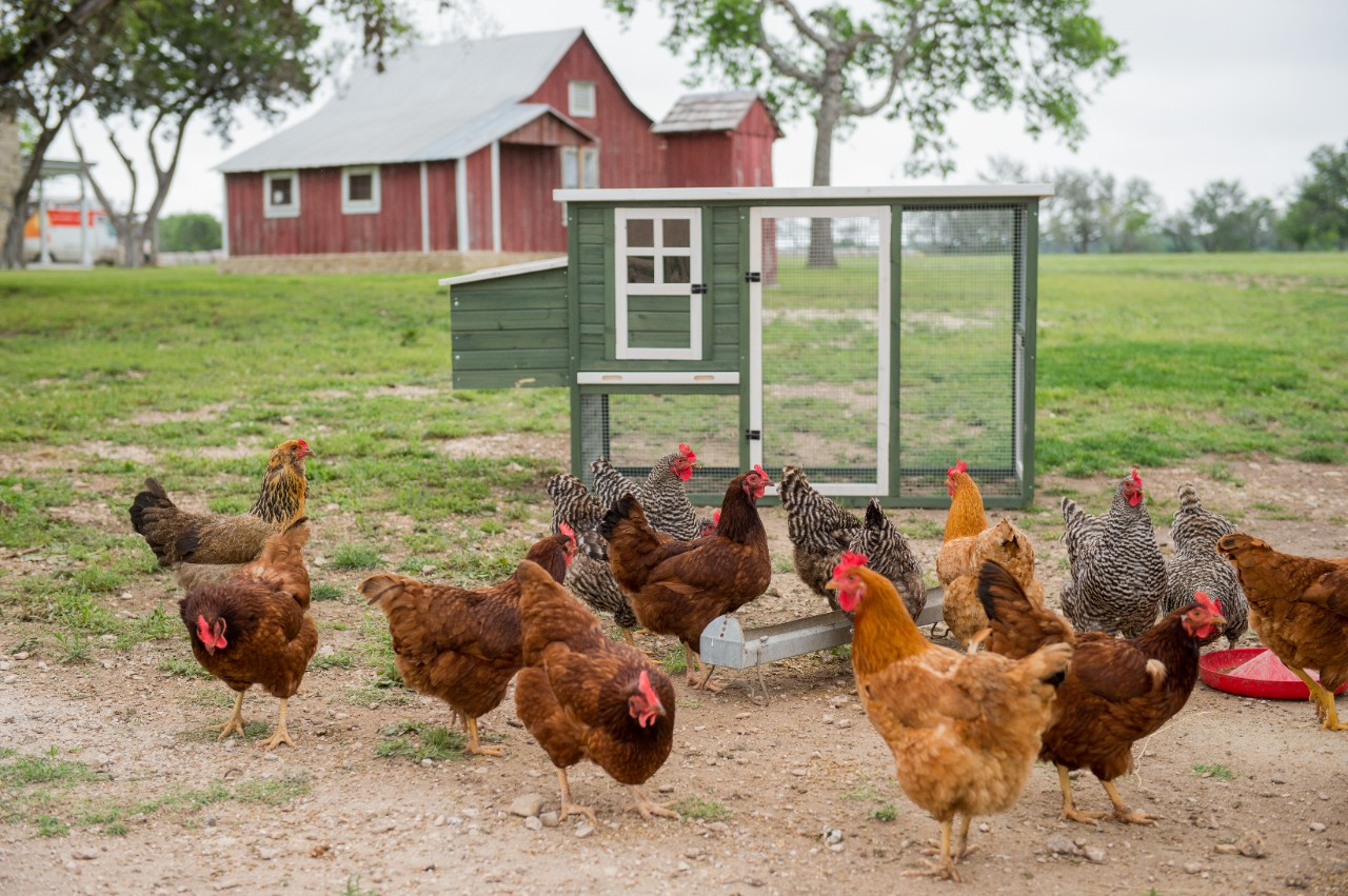 Image of a flock in front of a coop.