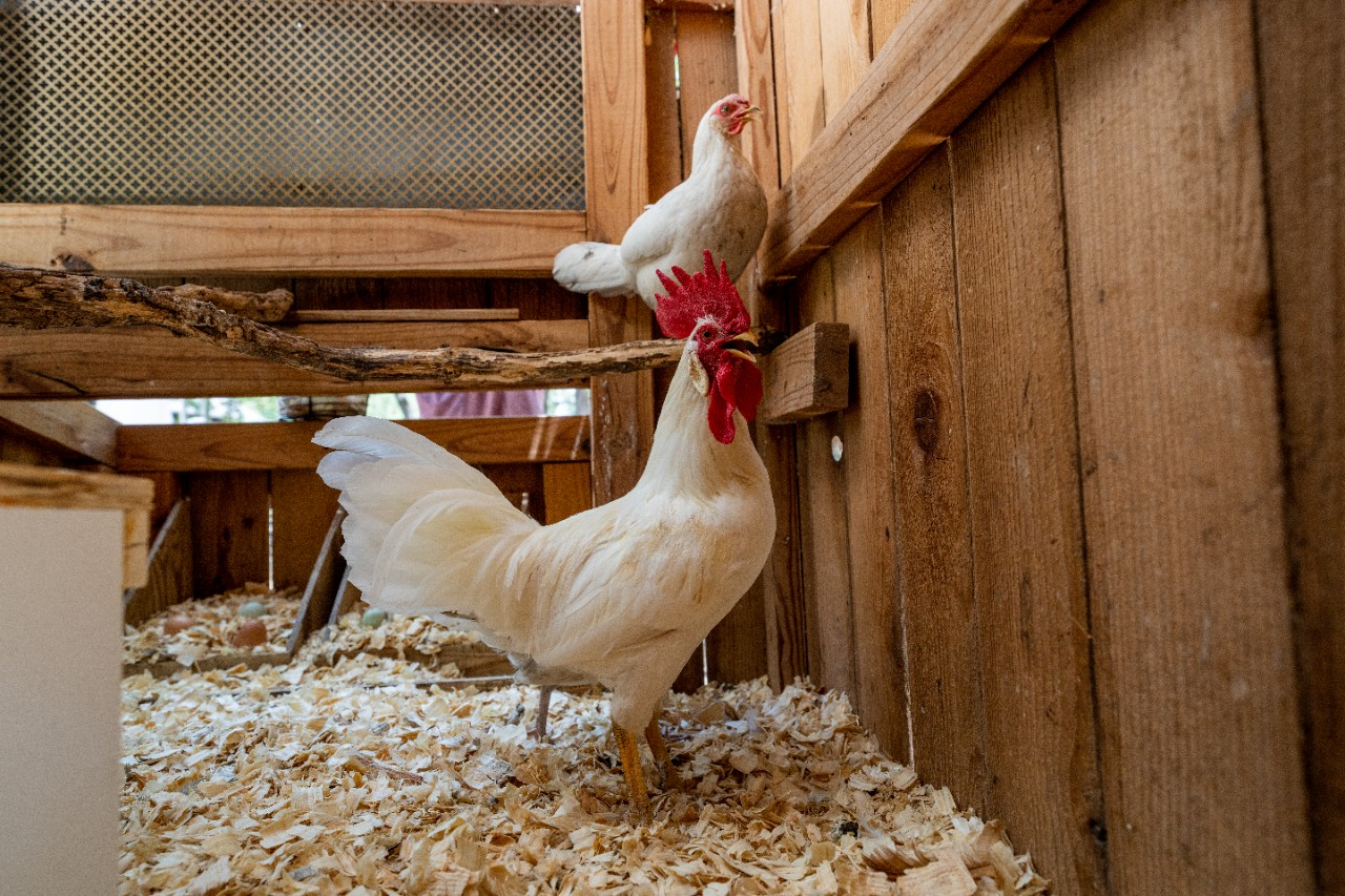 Image of a rooster and hen in a coop.