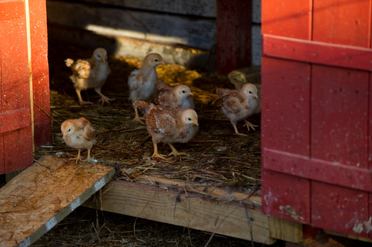 Image of several pullets in a coop.