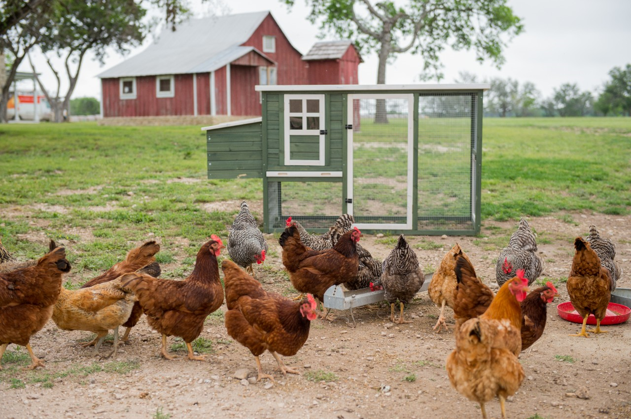 Image of free range chickens in front of a coop.