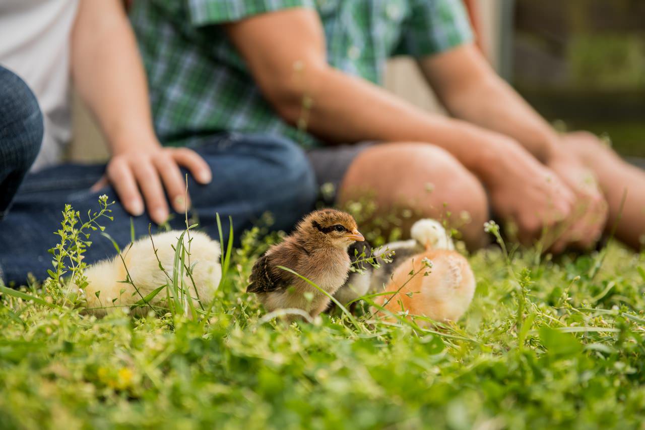 Radiant Heat vs. Heat Lamps for Brooders | Tractor Supply Co.