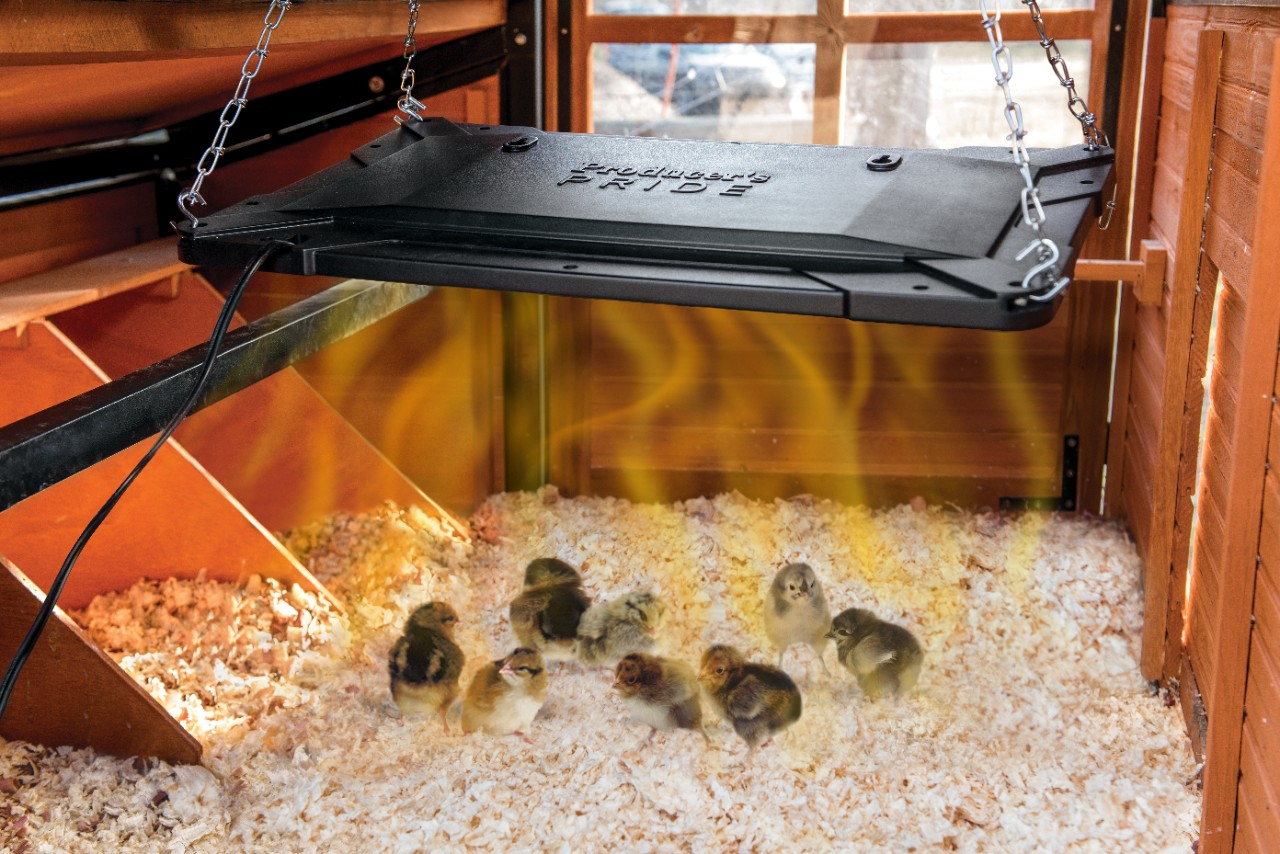 Image of chicks under a radiant heat plate.