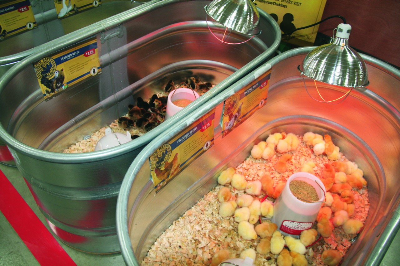 Image of chicks in brooders with heat lamps.