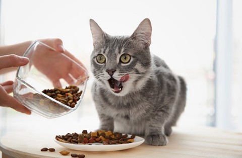 Cat Feeding Guide