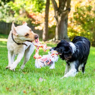 Dog & Puppy Medication
