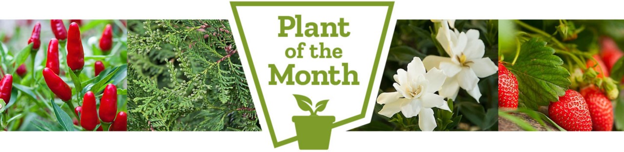 Plant of the month