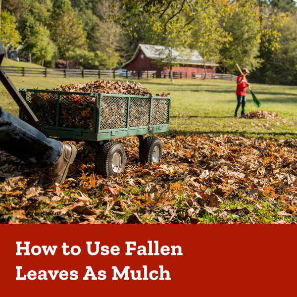 How to use fallen leaves as mulch