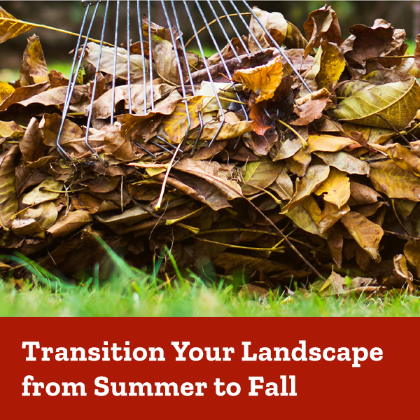 Transition your landscape from summer to fall