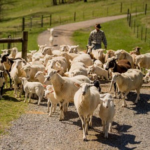 A Guide to Goat Feed