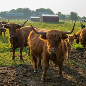 Choosing a Calving Season