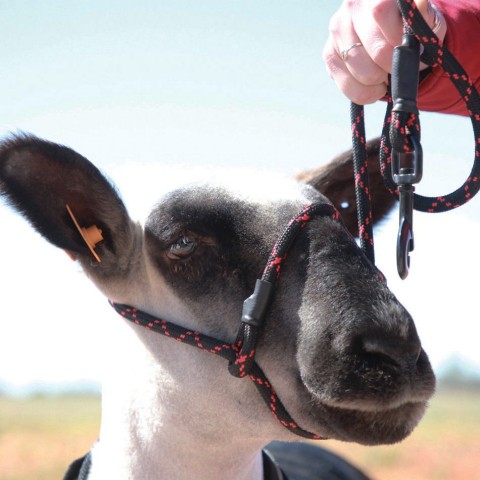 Ropes, Halters & Hobbles