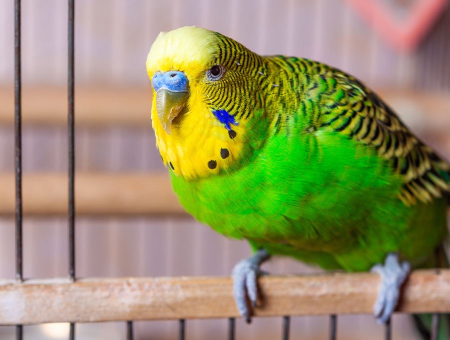 Pet Diet Health Pet Food & Treats Tractor Supply Co.